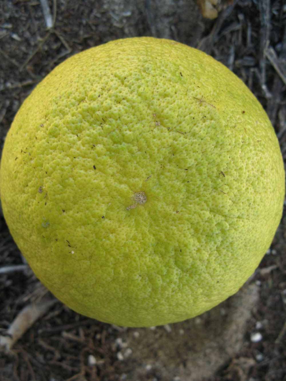              Fruit (Winter Haven, FL)       